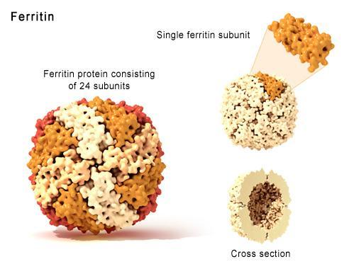 Εικ. 3: Δομή μορίου φερριτίνης (ghr.nlm.nih.
