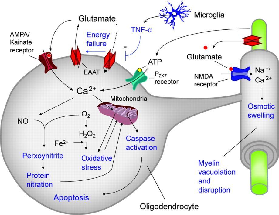 Σχ. 3 Ολιγοδενδροκύτταρα: παράγουν μυελίνη και αποτελούν τα κύρια σιδηροεμπεριέχοντα εγκεφαλικά κύτταρα (πηγή: www.neurology.