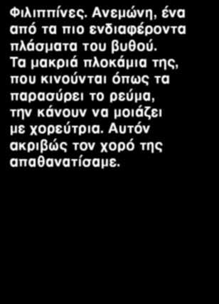 Ανεμώνη, ένα από τα πιο ενδιαφέροντα πλάσματα του βυθού. Τα μακριά πλοκάμια της, που κινούνται όπως τα παρασύρει το ρεύμα, την κάνουν να μοιάζει με χορεύτρια. Αυτόν ακριβώς τον χορό της απαθανατίσαμε.