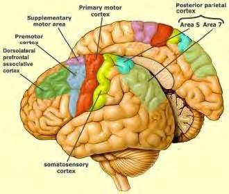 Επιληψίες του μετωπιαίου λοβού Supplementary motor area epilepsy Cingulate seizures Anterior