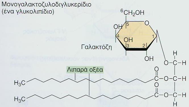 λιπίδια των