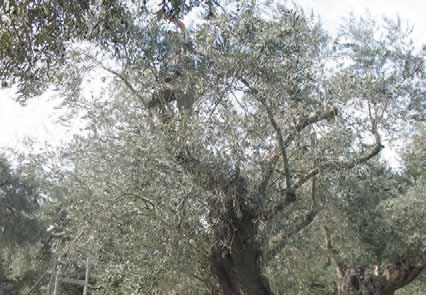 προηγείται, προσεγγίζοντας το ιδεατό επίπεδο κατά 70%-80% περίπου.