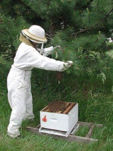 Η μελισσοκομία στη Χώρα μας Απασχολούνται περισσότεροι από 24.000 