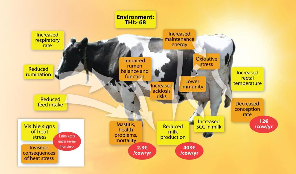 Σχηματική περιγραφή των μηχανισμών που εμπλέκονται κατά την επίδραση του θερμικού στρες σε μια γαλακτοπαραγωγό αγελάδα Αύξηση ρυθμού αναπνοής Αύξηση θερμοκρασίας αέρα & σχετικής υγρασίας Αύξηση των