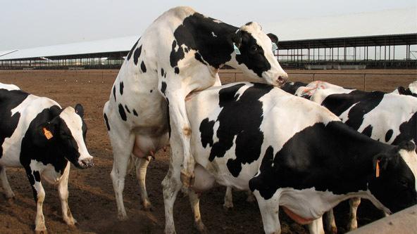 ΣΚΟΠΟΣ Η μελέτη της επίδρασης της μελατονίνης σε αγελάδες κατά την ξηρά περίοδο στην μετά τον τοκετό αναπαραγωγή και γαλακτοπαραγωγή