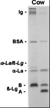 Είδη Πρωτεϊνών Γάλακτος 2/3 Πρωτεΐνες (Pr) Πρωτεΐνες ορού (WP) - β-γαλακτογλοβουλίνη (β-lg) - α-γαλακταλβουμίνη (a-la) - Οροαλβουμίνη (SA) - Ανοσογλοβουλίνες (Ig) IgG1 IgG2 IgA, IgM FSC - Πρωτεόζες-