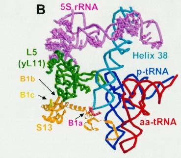 Αναλύσεις αποτυπώματος (footprinting analysis) έχουν δείξει, ότι ένα μεγάλο τμήμα του μορίου του 5S rrna εμπλέκεται σε αλληλεπιδράσεις με πρωτεΐνες.