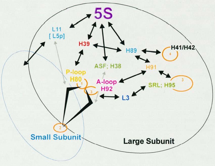 Σχήμα 1.18.: Μοντέλο περιγραφής αλλοστερικής μετάδοσης πληροφοριών, μέσω του 5S rrna, μεταξύ διαφόρων λειτουργικών κέντρων στο ριβόσωμα.