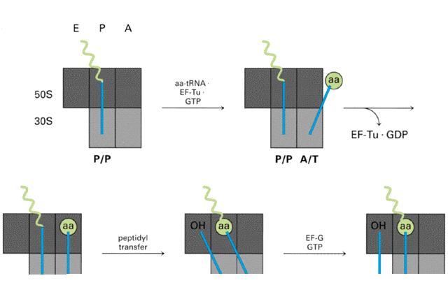 δέσμευσης, ενώ η θέση του αντικωδικονίου στην μικρή υπομονάδα δεν αλλάζει. Ομοίως το 3 άκρο του αποακυλιωμένου trna μετακινείται από την Ρ- στην Ε-θέση.