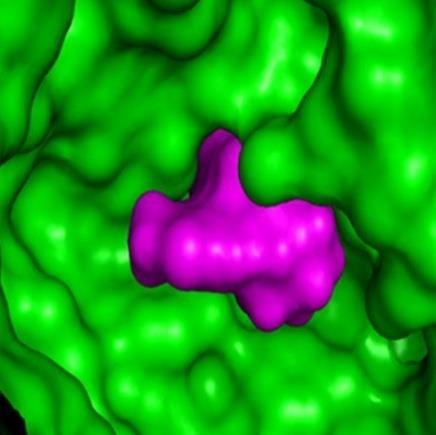 Αλογλιπτίνη:Ο νέος αναστολέας του DPP-4 ενζύμου Θεωρήσεις στο σχεδιασμό της αλογλιπτίνης Χρησιμοποιήθηκε μια συλλογή από μεθόδους για να χαρτογραφηθεί με ακρίβεια η τρισδιάστατη δομή του ενζύμου