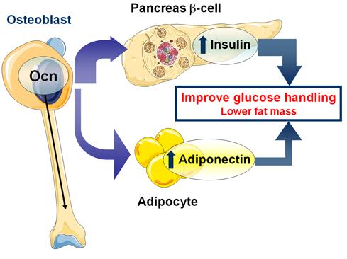 Η οστεοκαλσίνη διαφοροποιεί τη λειτουργία των β-κυττάρων την έκφραση του γονιδίου των λιποκυττάρων και επηρεάζει την εμφάνιση μεταβολικών νόσων στους επίμυες Η οστεοκαλσίνη συμπεριφέρεται σαν