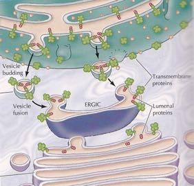Κυστιδιακή μεταφορά πρωτεϊνών από το ΕΔ στη συσκευή Golgi Μεταφορικό κυστίδιο Εκβλάστηση