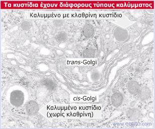 πλευρά trans του συστήματος Golgi.