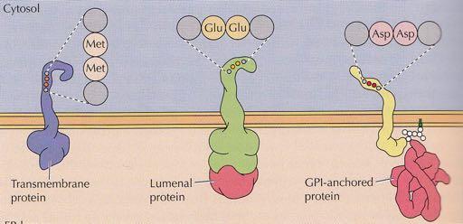 Σήματα διαλογής πρωτεϊνών και εξόδου από το ΕΔ κυτταρόπλασμα Διαμεμβρανική πρωτεΐνη Αυλός