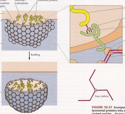 Μεταφορά στα λυσοσωμάτια & ανακύκλωση μεμβρανικών υποδοχέων Υποδοχέας 6-φωσφορικής μαννόζης Αυλός Golgi Δίκτυο trans Golgi 6-φωσφορική μαννόζη Λυσοσωμικές πρωτεΐνες