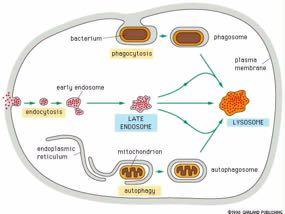 Φαγοκυττάρωση, ενδοκυττάρωση & λυσοσωμάτια βακτήριο φαγοσωμάτιο φαγοκυττάρωση Kυτταρική Mεμβράνη Πρώιμο