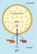 Η πέψη ουσιών στα λυσοσωμάτια επιτελείται από όξινες υδρολάσες