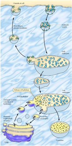 Ενδοκυττάρωση και σχηματισμός λυσοσωματίων εξωτερικό του κυττάρου Ανακύκλωση στη κυτταρική μεμβράνη Κυστίδιο ενδοκυττάρωσης Πρώιμο ενδοσωμάτιο
