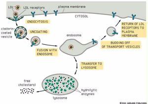 Εξειδικευμένη ενδοκυττάρωση μέσω υποδοχέων Το παράδειγμα της LDL Yποδοχείς LDL Kυτταρική Mεμβράνη Kαλυμένο κυστίδιο κλαθρίνης ενδοκυττάρωση ΑΠΟΚΑΛΥΨΗ Kυτταρόπλασμα ενδοσωμάτιο