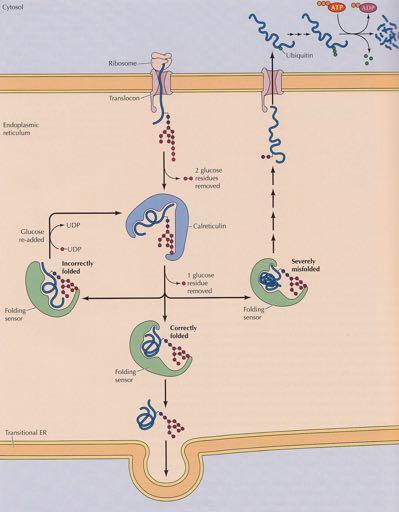 Ποιοτικός έλεγχος γλυκοπρωτεϊνών στο ΕΔ κυτταρόπλασμα ριβοσωμάτιο ουβικιτίνη Αυλός ενδοπλασματικού δικτύου Τρανσλοκόνιο Απομάκρυνση 2 καταλοίπων γλυκόζης Επαναπροσθήκ η γλυκόζης Λάθος