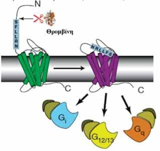 ΑΘΗΡΟΘΡΟΜΒΩΤΙΚΗ Νόσος νέο N-τελικό άκρο, το οποίο στη συνέχεια δρα ως «ενσωματωμένο πρόσδεμα» (tethered-ligand) που προσδένεται στον υποδοχέα και επάγει τη μεταγωγή σήματος (Εικόνα 1).