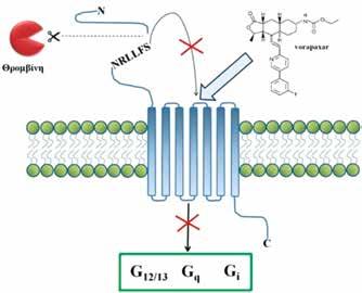 ΑΘΗΡΟΘΡΟΜΒΩΤΙΚΗ Νόσος from Antagonizing the Cellular Effect of Thrombin- Acute Coronary Syndromes).