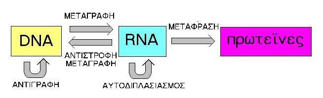 Το βασικό δόγμα της μοριακής βιολογίας http://el.wikipedia.