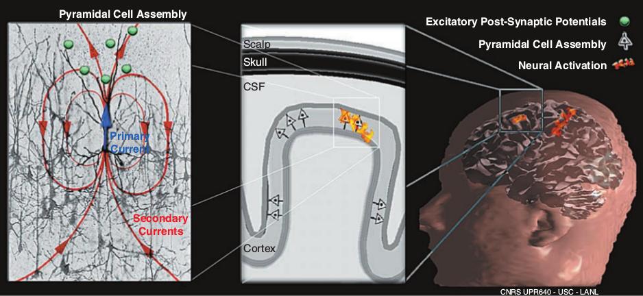 ΚΕΦΑΛΑΙΟ 2. ΕΓΚΕΦΑΛΟΣ ΚΑΙ ΔΙΕΠΑΦΕΣ ΕΓΚΕΦΑΛΟΥ-ΥΠΟΛΟΓΙΣΤΗ Σ 2.4: Αριστερά: ένα πυραμιδικό κύτταρο βρίσκεται σε διέγερση προκαλώντας ροή ρεύματος στον αγώγιμο όγκο γύρω του (secondary current).