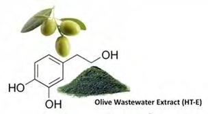 ASSESSMENT OF OXIDATIVE STRESS MARKERS IN PIGG S CARDIAC, KIDNEY, QUADRICEPS