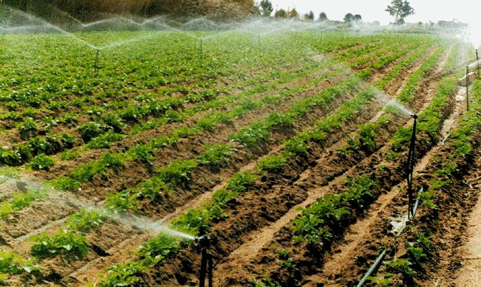 Το πότισµα µπορεί να γίνει µε αυλάκια (εικόνα 2), µε συστήµατα τεχνητής βροχής (εικόνα 2) και τέλος µε στάγδην άρδεύση.