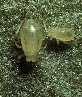 δ) Αφίδες ή µελίγκρες (Myzus persicae, Aphis frangulae, A. Spiraecola, A. Gossypii, Aulacorthum solani κ.α.