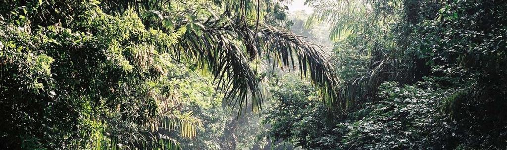Πανόραμα Κεντρικής Αμερικής, Ζούγκλα Τορτουγκέρο Παναμάς, ιάσχιση της