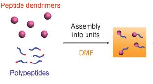 Η σύνθεση των αμφίφιλων δομών που συντελούν στη σύνθεση των σφαιρικών νανοδομών επιτυγχάνεται με τη χρήση 2 μορίων : Γραμμικών πολυπεπτιδίων Στην περίπτωσή μας