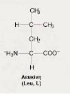 Αρχικά συνθέτουμε L-leucine N-carboxyanhydride (NCA-Leu)