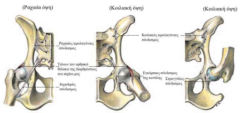 2. Ανατομική υπόμνηση του ισχίου του σκύλου Η άρθρωση του ισχίου υπάγεται στις σφαιροειδείς διαρθρώσεις.