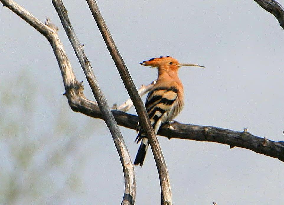 Τάξη: Coraciiformes (Κορακιόµορφα) Οικογένεια: Upupidae (Έποπες) Είδος: Upupa epops (Τσαλαπετεινός) Γνωρίσµατα: Είναι εύκολα αναγνωρίσιµο πουλί λόγω του χαρακτηριστικού του λοφίου.