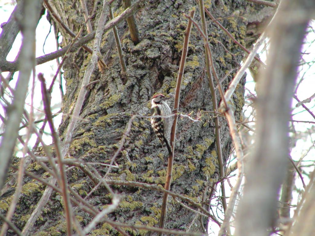 Τάξη: Piciformes ( ρυοκολαπτόµορφα) Οικογένεια: Picidae ( ρυοκολάπτες) Είδος: Dedrocopοs minor (Νανοτσικλιτάρα) Γνωρίσµατα: Με µέγεθος 14-15εκ. είναι ο µικρότερος ρυοκολάπτης της Ευρώπης.