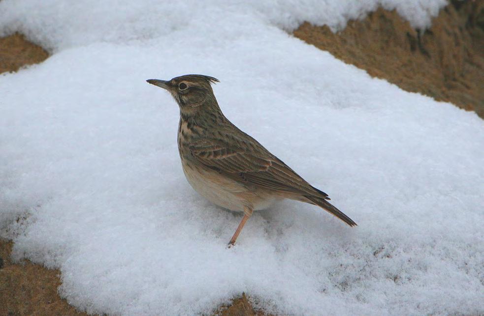 Τάξη: Passeriformes (Στρουθιόµορφα) Οικογένεια: Alaudidae (Κορυδαλοί) Είδος: Galerida cristata (Κατσουλιέρης) Γνωρίσµατα: Γκριζοκάστανο πουλί µε µέγεθος 17εκ.