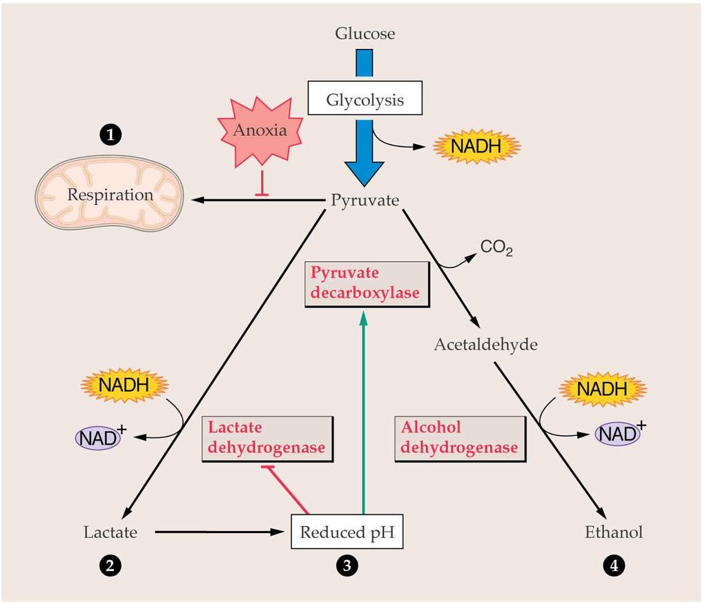 glukoza anoksija glikoliza respiracija piruvat piruvat dekarboksilaza