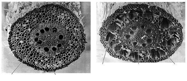 lakuna endodermis hipodermis