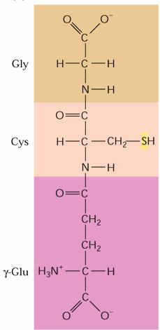 GLUTATION reduciran glutation glutation