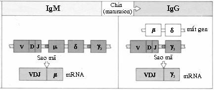 2. Sự sắp xếp gien ở tế bào tiền B sớm : 5 - L- V - DJ - CH - 3 5 - L - V - DJ - CH - 3 ( Sắp xếp DJ trên cả 2 NST ) 3.