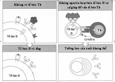 49 Hình 5. 5. Cơ chế hợp tác tế bào lympho T và tế bào lympho B 7.2.