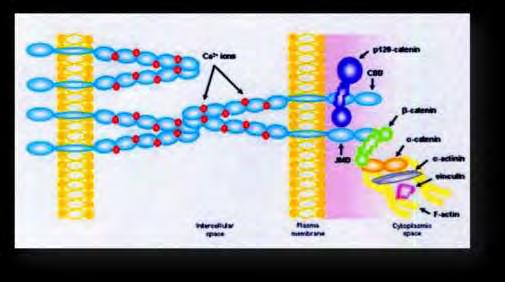 Εικόνα 11: Σηματοδοτικό μονοπάτι καντερινών στο κυτταρόπλασμα Μελέτες in vivo και in vitro έχουν δείξει ότι το σύμπλοκο Ε-καντερίνης/κατενινών συνδέεται άμεσα με τις πρωτεΐνες ακτίνη και μυοσίνη του