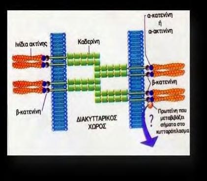 με γονίδιο εδραζόμενο στο χρωμόσωμα 17q και μοριακό βάρος 83kDa [91]. Οι κατενίνες σχηματίζουν με την Ε-καντερίνη σύμπλεγμα, γνωστό ως σύμπλοκο καντερίνης- κατενινών.