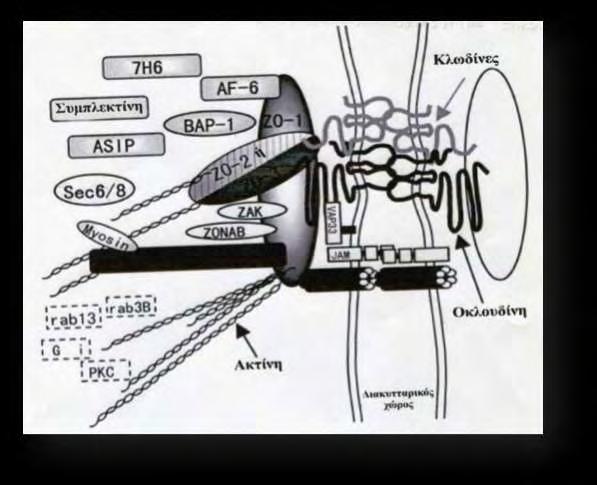 στενοσυνδέσμων. Επίσης στην όλη δομή συνδέονται και διάφορες άλλες πρωτεΐνες όπως η ζινκουλίνη, η AF-6, η συμπλεκίνη, και άλλες.