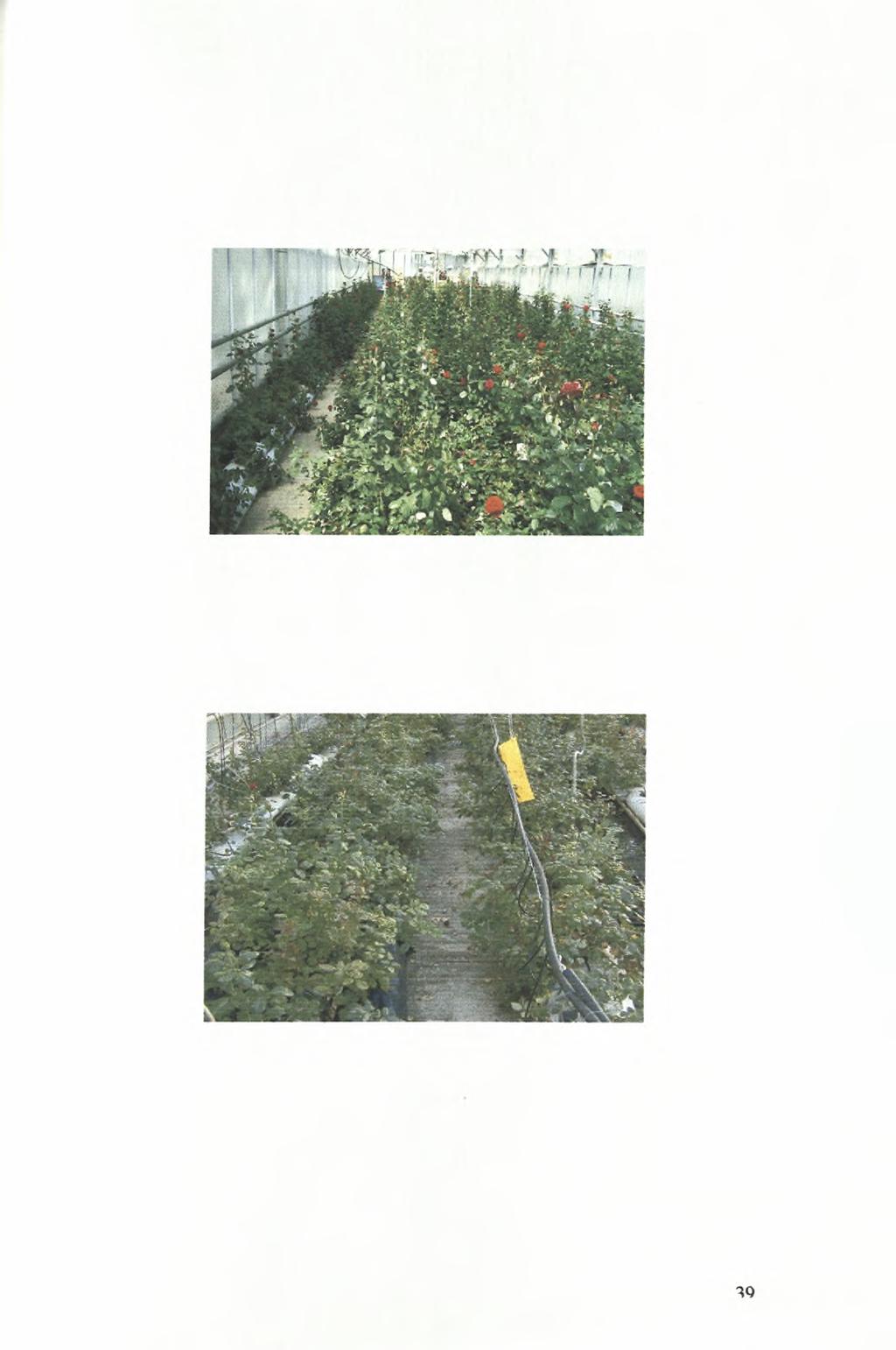 Εικόνα 6.3.2: Άποψη της υδροπονικής καλλιέργειας τριανταφυλλιάς.