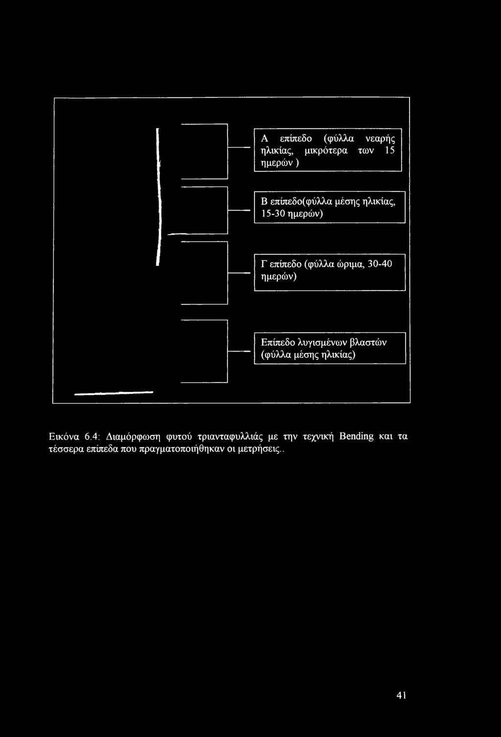 βλαστών (φύλλα μέσης ηλικίας) Εικόνα 6.