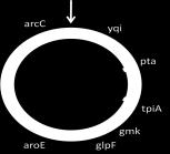 yqil pta tpia gmk glpf aroe arcc Εικόνα 28. Χρωμοσωμικές θέσεις των γονιδίων του S. aureus. Οι φυσικό χάρτη του στελέχους N315 S. aureus ( 262 ) τοποθεσίες σχεδιάστηκαν στο 6.3.1 arcc (carbamate kinase EC 2.