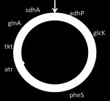 adhp glck phes atr tkt glna sdha Εικόνα 31. Χρωμοσωμικές θέσεις των γονιδίων του S. agalactiae. Οι τοποθεσίες σχεδιάστηκαν στο φυσικό χάρτη του στελέχους A909 S. agalactiae ( 271 ) 7.1.1. adhp (alcohol dehydrogenase EC 1.